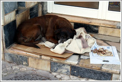 Homeless dog with cardboard box, blankets, and food, Rua 25 de Abril.